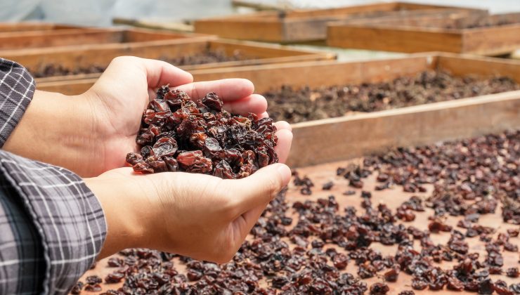 Çekirdeksiz Kuru Üzüm İhracatı 207 Bin Ton Oldu