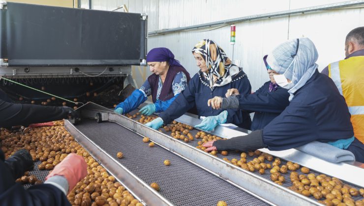 Ceviz Üreticileri Derneği, 2024 Hasat Şenliği MAYCEV’de Yapıldı
