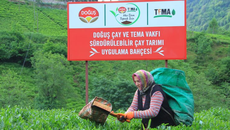 Doğuş Çay, Mayıs Ayı İlk Çay Hasadına Başladı