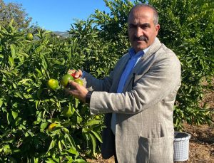 Satsuma Mandalinada İhracat Hedefi 150 Milyon Dolar