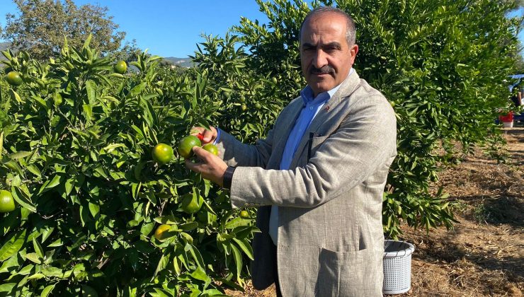 Satsuma Mandalinada İhracat Hedefi 150 Milyon Dolar