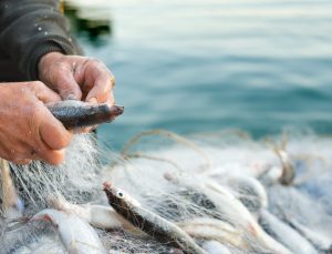 Türkiye’nin Su Ürünleri İhracatı 2 Milyar Doları Aştı