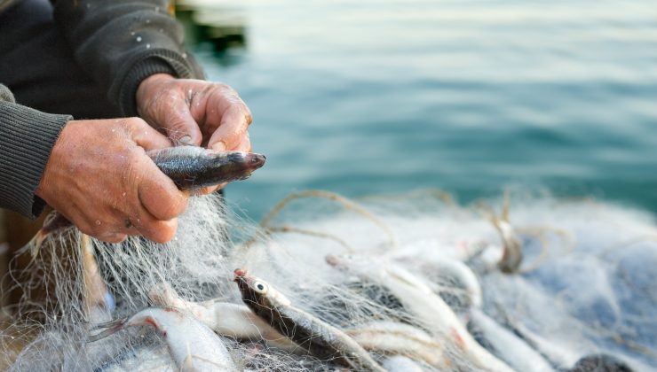 Türkiye’nin Su Ürünleri İhracatı 2 Milyar Doları Aştı