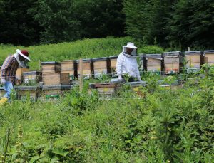 OGM’den Orman Köylüsüne 1,3 Milyar TL Destek