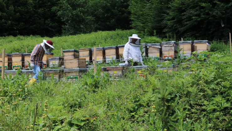 OGM’den Orman Köylüsüne 1,3 Milyar TL Destek