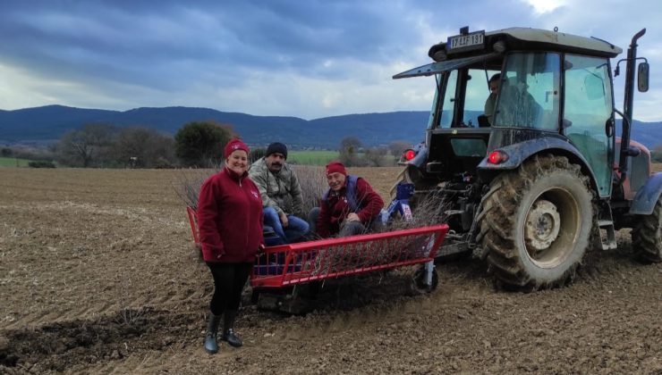 Tarımda Don Felaketi Aronyayı Etkilemedi