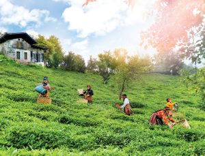 ‘Her Dem Toprak İçin ’Projesi ile Çay Bahçelerinde Toprak Sağlığı İyileşiyor, Verim Artıyor!