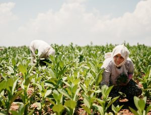 Tütün Sektörü 7 Yıl Sonra İhracatta 1 Milyar Dolar Sınırını Aştı