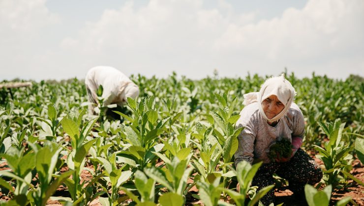 Tütün Sektörü 7 Yıl Sonra İhracatta 1 Milyar Dolar Sınırını Aştı