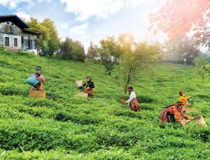 Doğuş Çay 40’ıncı Yılına Girdi