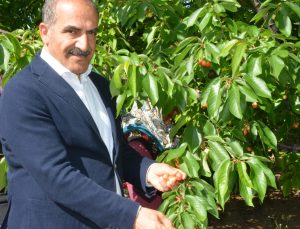 Hayrettin Uçak; “Don Kirazı, Kiraz İhracatı Vurdu”