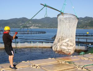 Türk Somonunda Hedef İhracatı 1 Milyar Doların Üzerine Taşımak