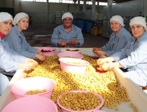 Sofralık Zeytin İhracatında 255 Milyon Dolarlık Tarihi Rekor