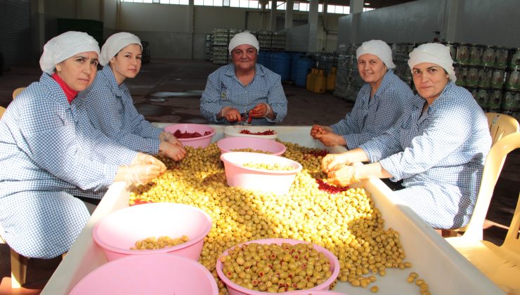 Sofralık Zeytin İhracatında 255 Milyon Dolarlık Tarihi Rekor