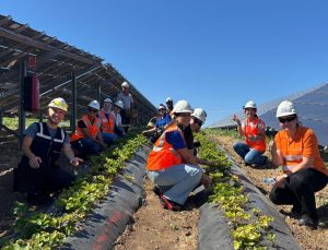 Enerjisa Üretim Agrivoltaik Tarım Uygulamaları ile 5 Ton Hasat Yaptı