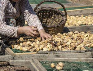 Kuru İncirde İhracatında 369 Milyon Dolarlık Tarihi Rekor