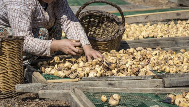 Kuru İncirde İhracatında 369 Milyon Dolarlık Tarihi Rekor