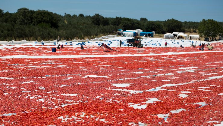Kuru Domates İhracatı 100 Milyon Doları Aştı