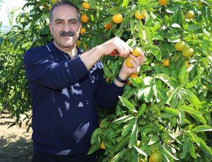 Mandalina İhracatında Ekim Bereketi