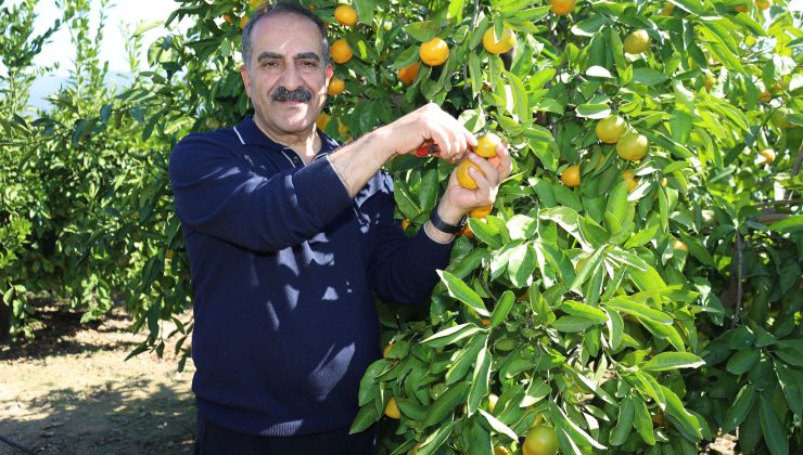 Mandalina İhracatında Ekim Bereketi