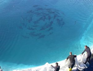 Orkinos İhracatında Yüzde 122’lik Artış