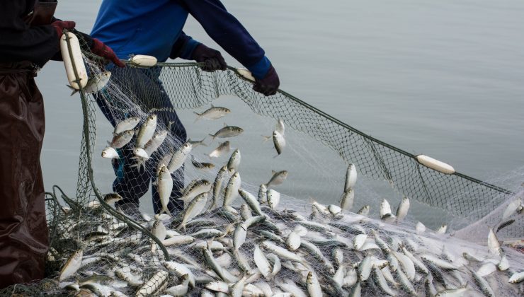 Su Ürünleri Sektörü İlk Çeyrekte İhracatını Yüzde 24 Artırdı