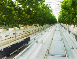 Seralar, Yağmur Hasadı ile Su Kaynakları Üzerindeki Baskıyı Azaltıyor