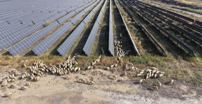 IC Enterra’dan “Güneş Otlatma” ile Doğal Arazi Yönetimi