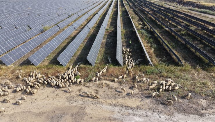 IC Enterra’dan “Güneş Otlatma” ile Doğal Arazi Yönetimi